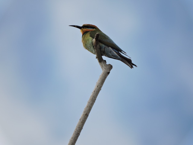 Paradise Valley 2 7.11.20 Bee Eater on zoom